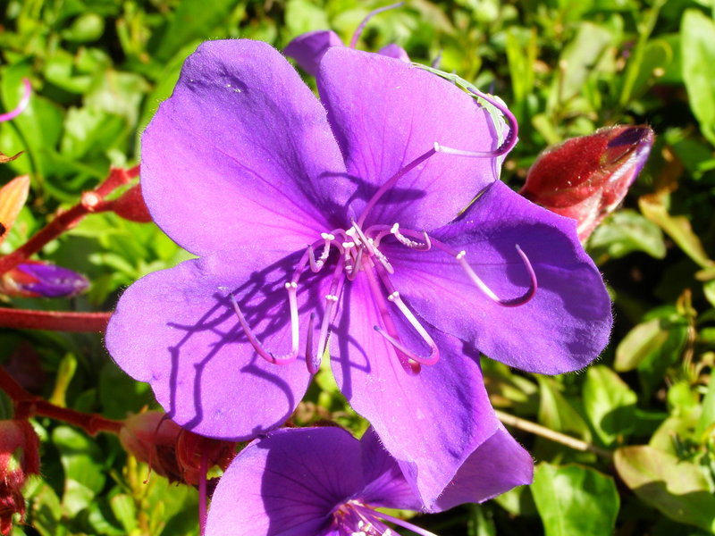 TIBOUCHINA  URVILLEANA 29-03-2010 11-10-53.JPG