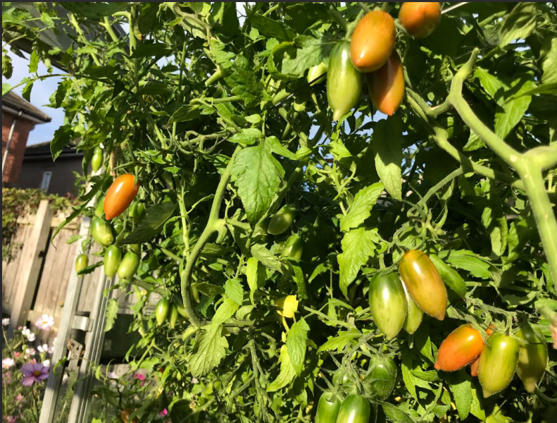 Tigerella September.png