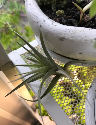 tillandsia.jpg