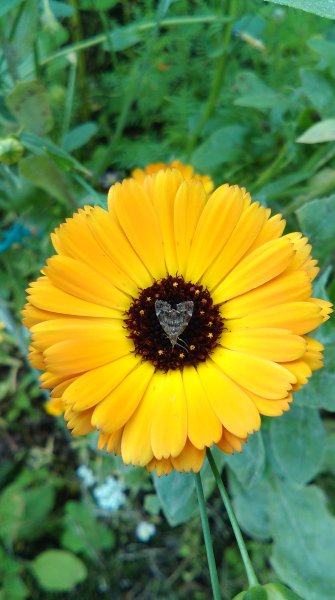 Tiny little moth.jpg