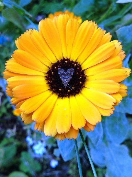 Tiny teeny little moth.jpg