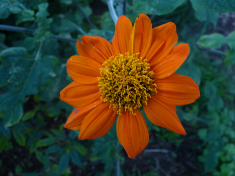 Tithonia 2017.JPG