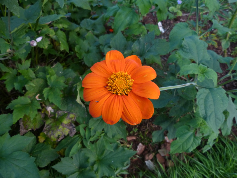 Tithonia Torch 1.JPG