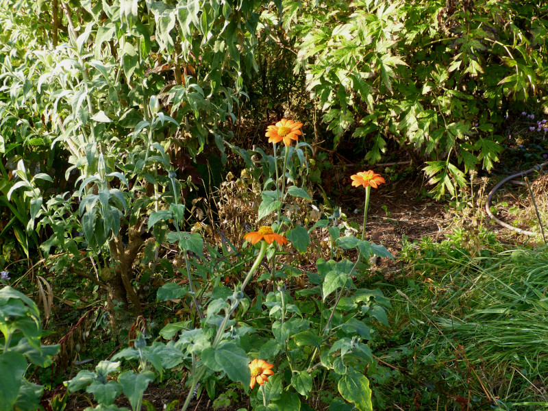 Tithonia Torch 4.JPG
