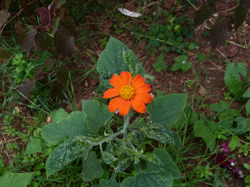 Tithonia Torch.JPG