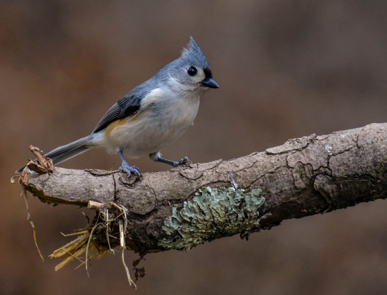 Titmouse 72.jpg