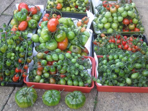 tn_Tomatoes end of year 2015vIMG_0863.JPG