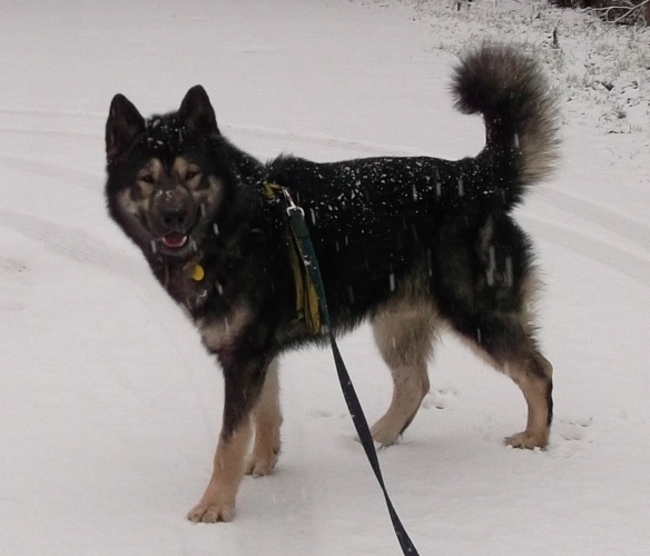 To begin  (1024x972) (584x500).jpg