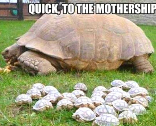 To the mothership.jpg