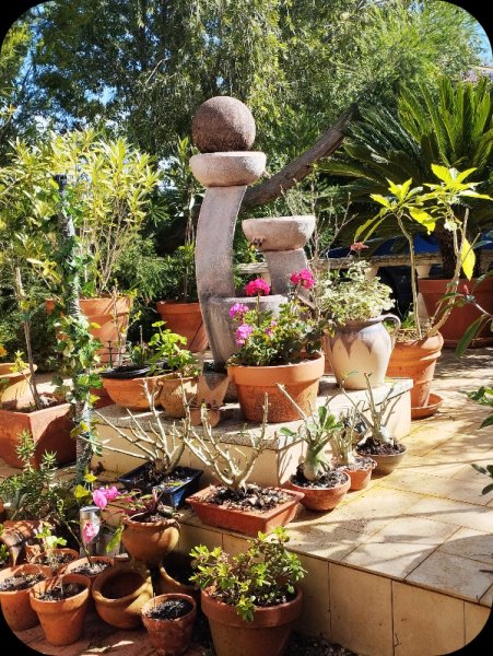 Toby & Adeniums Big Five 25 Mar 25.jpg