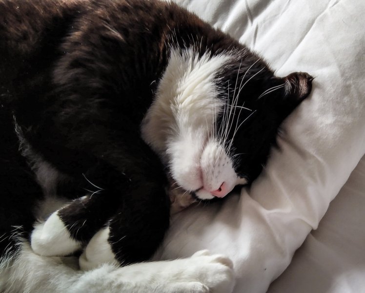 Toby's portrait 17-5-22.jpg