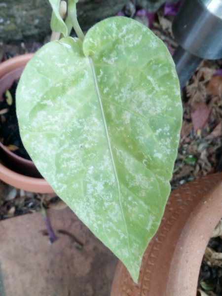 Tom Tree2 25 Aug.jpg