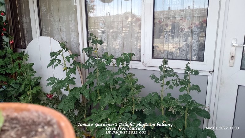 Tomato 'Gardener's Delight' plants on balcony (Seen from outside) 1st August 2022 001.jpg