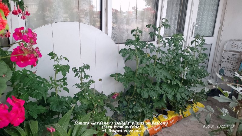 Tomato 'Gardener's Delight' plants on balcony (Seen from outside) 1st August 2022 002.jpg