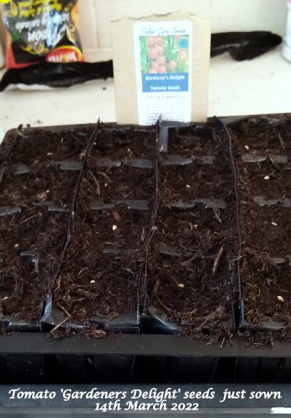 Tomato 'Gardeners Delight' seeds  just sown 14th March 2022.jpg