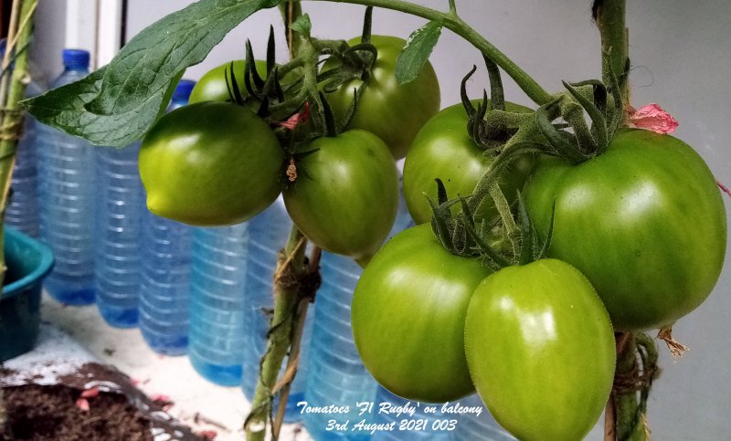 Tomatoes 'F1 Rugby' on balcony 3rd August 2021 003 (2).jpg