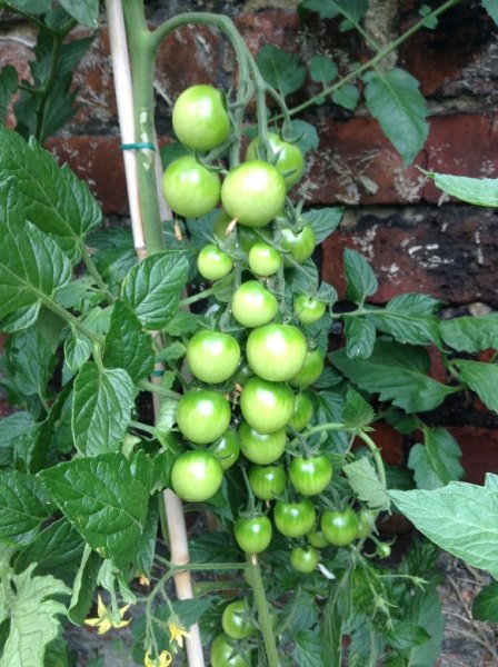 tomatoes outdoors.jpg