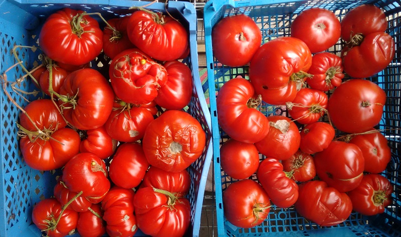 toms for saucing.jpg