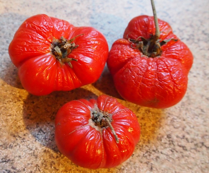 toms last of 2016.jpg