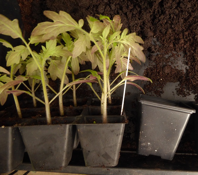 toms potting on 1.jpg