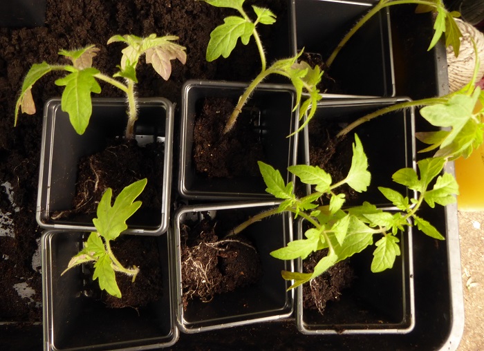 toms potting on 2.jpg