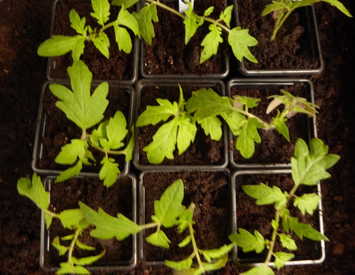 toms potting on 3.jpg