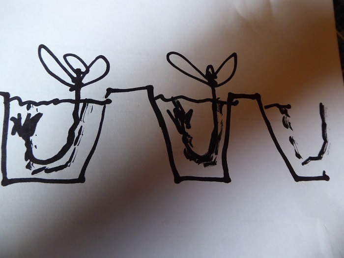 toms transplant B.jpg