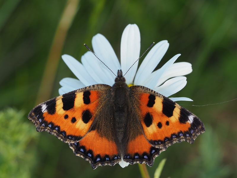 tortoiseshell 2020B.jpg