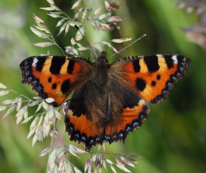 tortoiseshell 2020C.jpg
