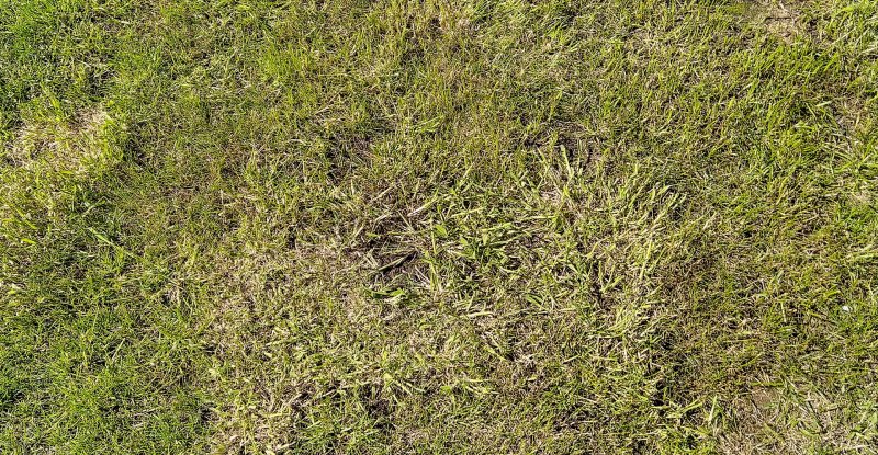 Tough grass 11-5-22.jpg