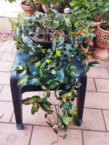 Trachelospermum  Asiaticum 'Summer Sunset' .jpg