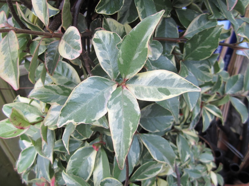 TRACHELOSPERMUM  JASMINOIDES  VARIEGATUM 30-09-2010 15-29-52.JPG