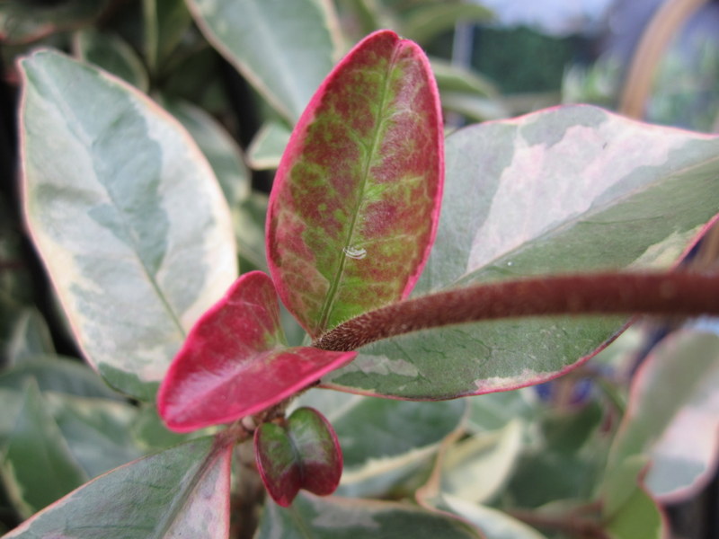 TRACHELOSPERMUM  JASMINOIDES  VARIEGATUM 30-09-2010 15-30-42.JPG