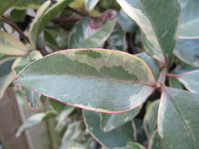 TRACHELOSPERMUM  JASMINOIDES  VARIEGATUM 30-09-2010 15-30-50.JPG