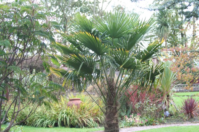 trachycarpus01.jpg
