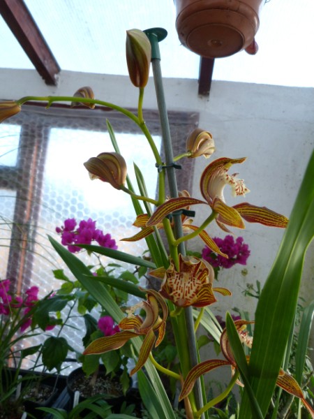 tracy 001 (450 x 600).jpg