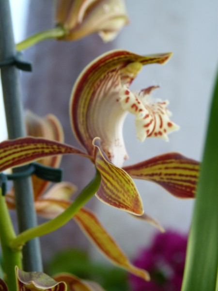 tracy 002 (450 x 600).jpg