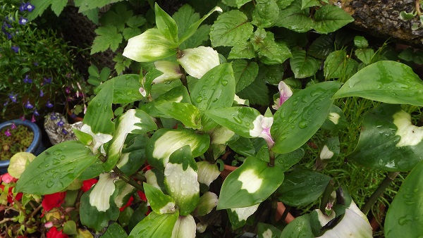 Tradescantia fluminensis Blushing Bride.jpg