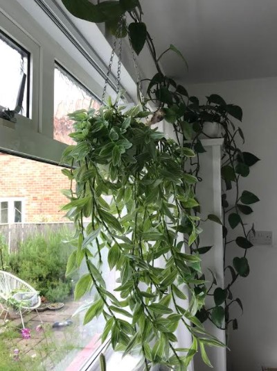 tradescantiaand pothos1.jpg