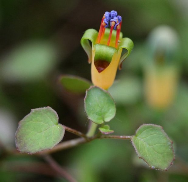 Trailing fuchsia ‘procumbens’ _ Log House Plants.jpg