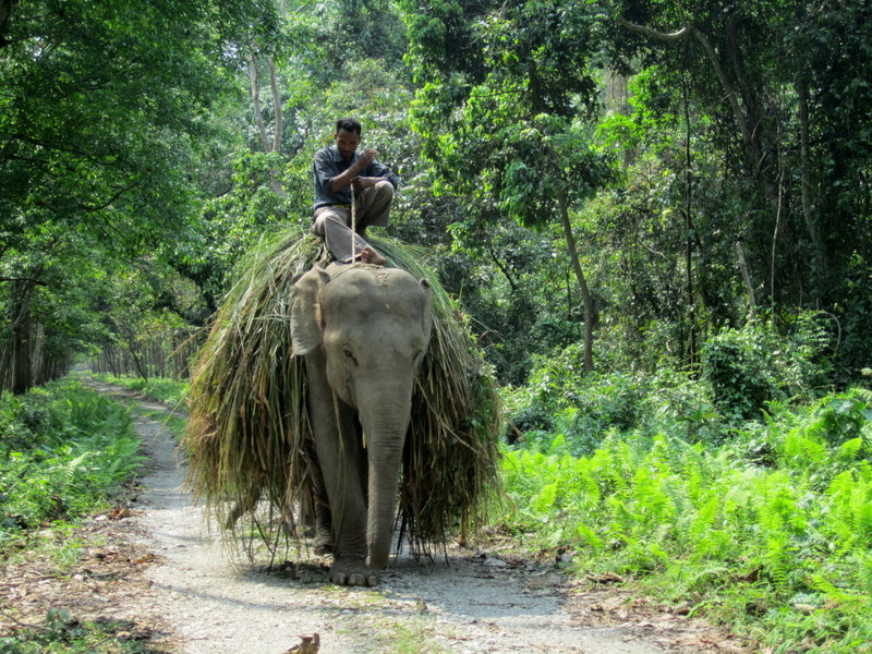 TRAINEE  YOUNG  INDIAN   ELEPHANTS 17-04-2011 13-21-00.JPG