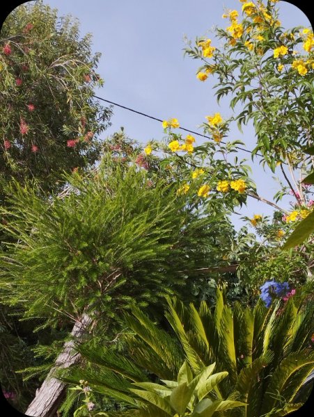 Trcoma 19 Jun 25.jpg