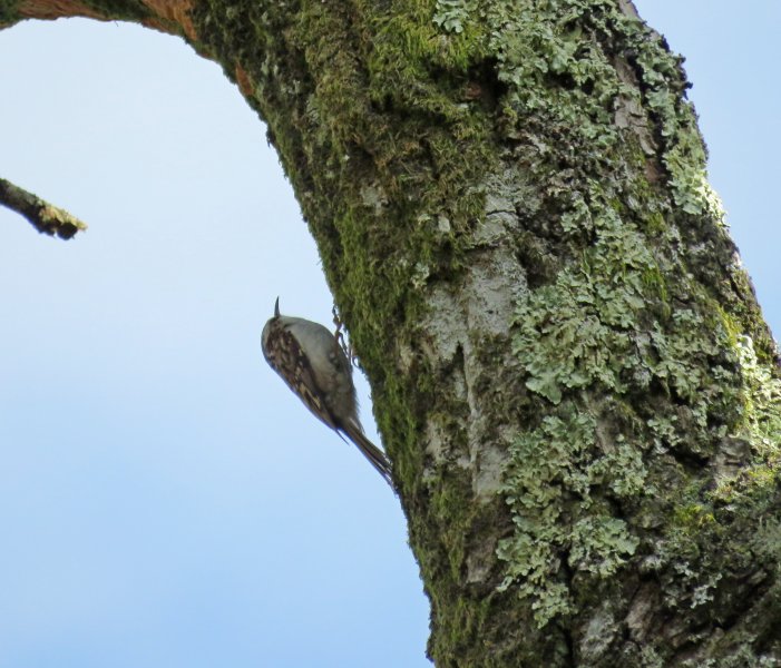 tree creeper.JPG