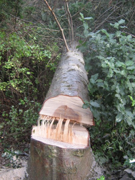 Tree felling Oct 2012. (7).jpg