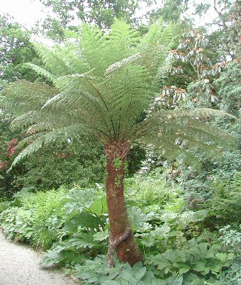Tree Fern.jpg