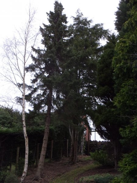 Tree work. 2022 _0002.JPG