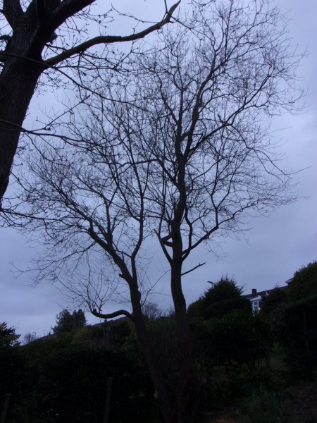 Tree work. 2022 _0003.JPG