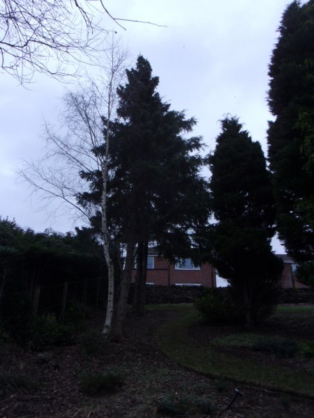 Tree work. 2022 _0004.JPG