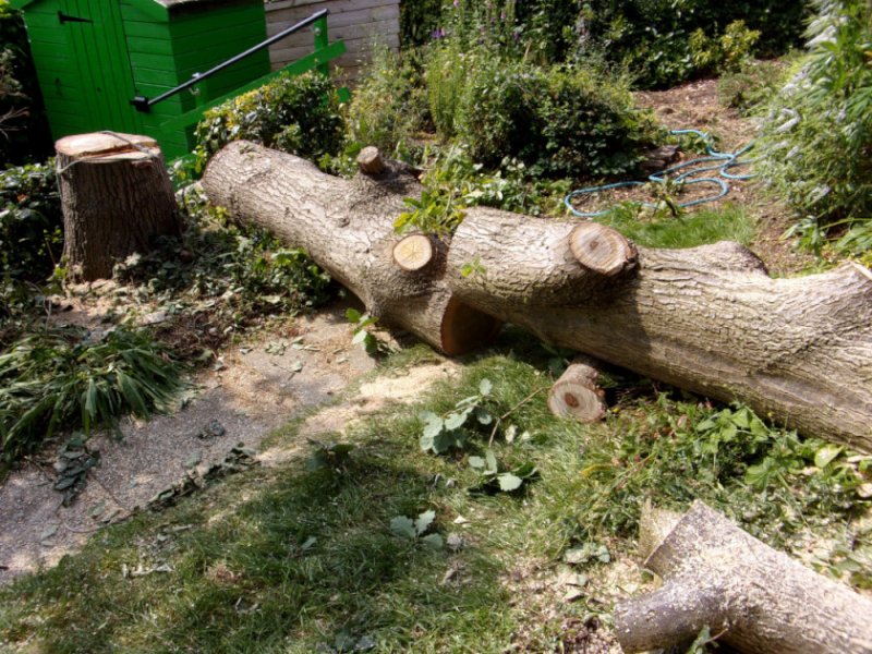 Tree work._0004.JPG