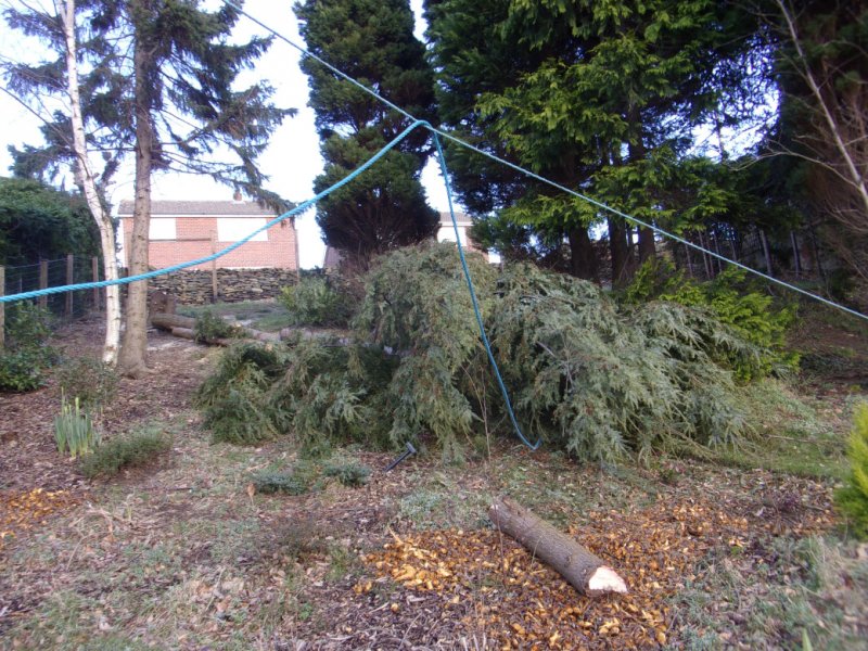 Tree work FEB 22_0008.JPG